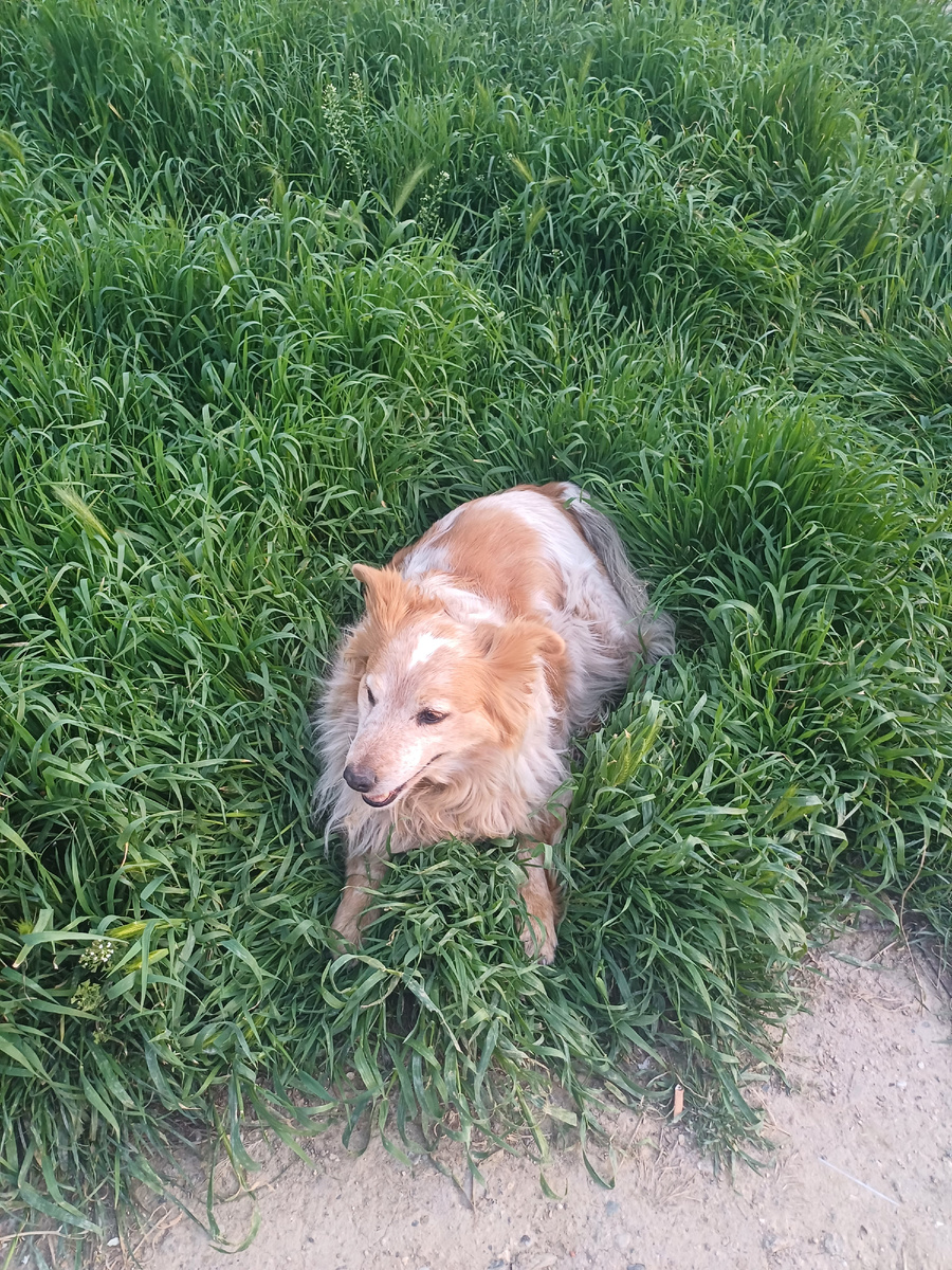 Такую красавицу встретила возле жилого дома. Лежит, при виде человека подняла глазки, позу не изменила.