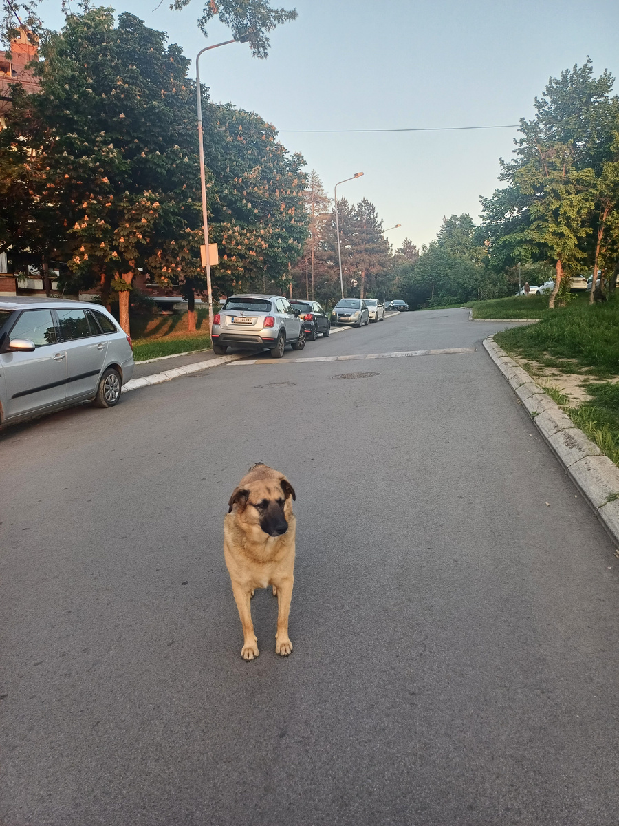 А этот пес меня облаял