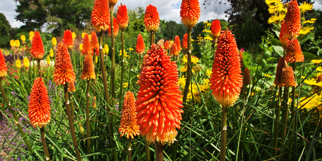 ТОП-14 многолетников, которые растут десятилетиями без пересадки