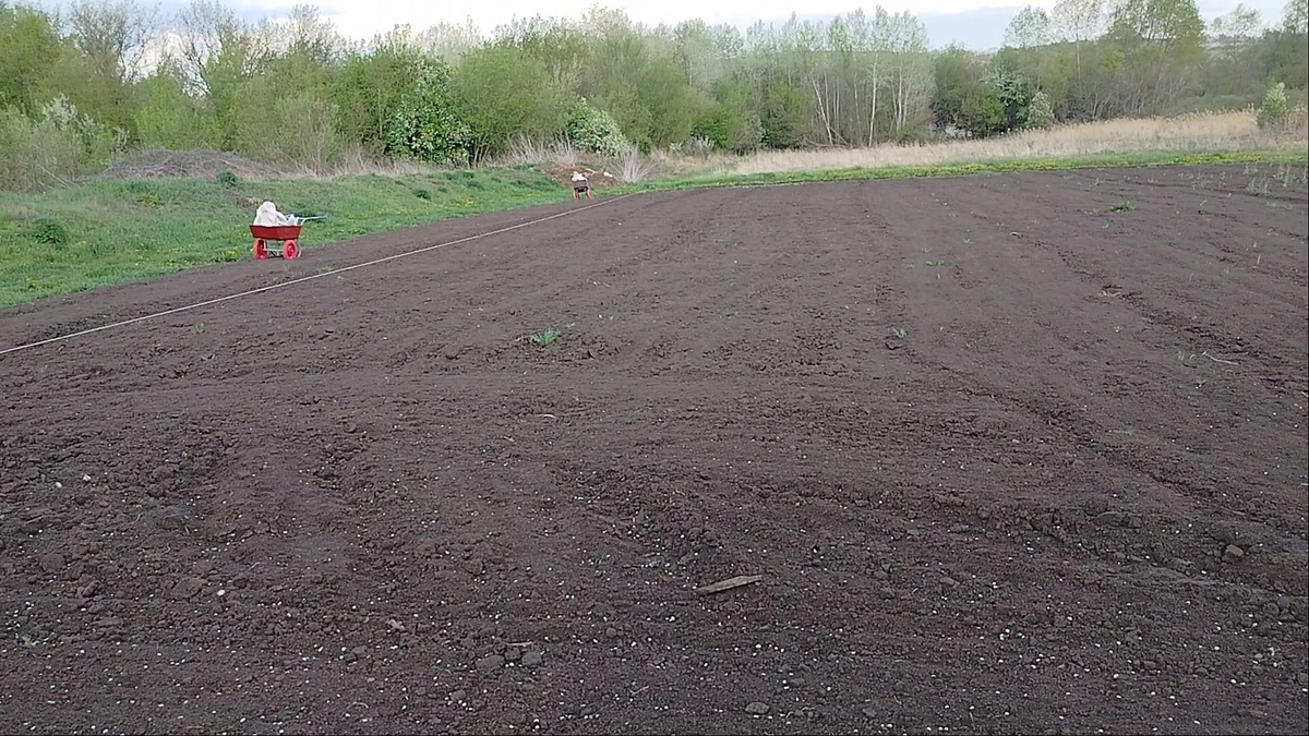 Фото моё. Нить ориентировочная и посадочный материал в тачках