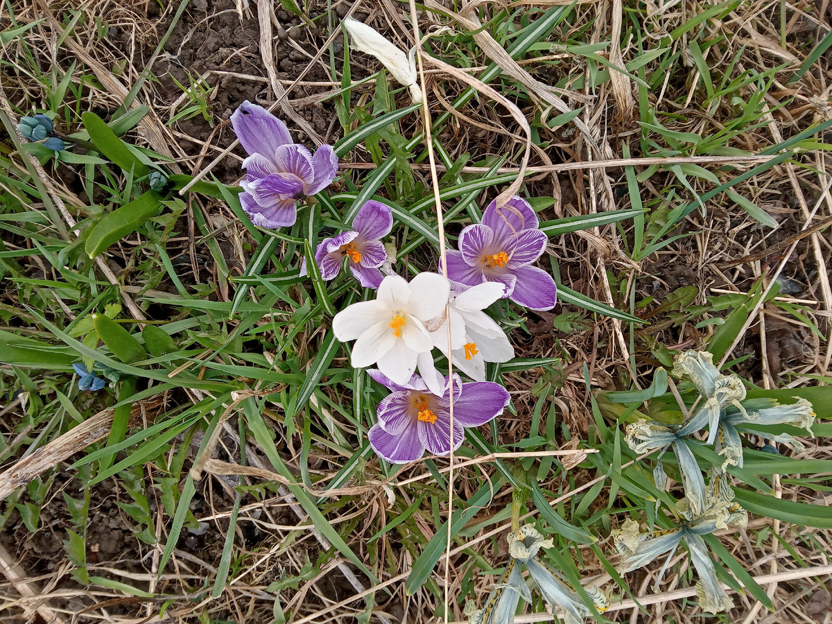 Слегка подмороженные, но живые крокусы. Ирисы "дали дуба".