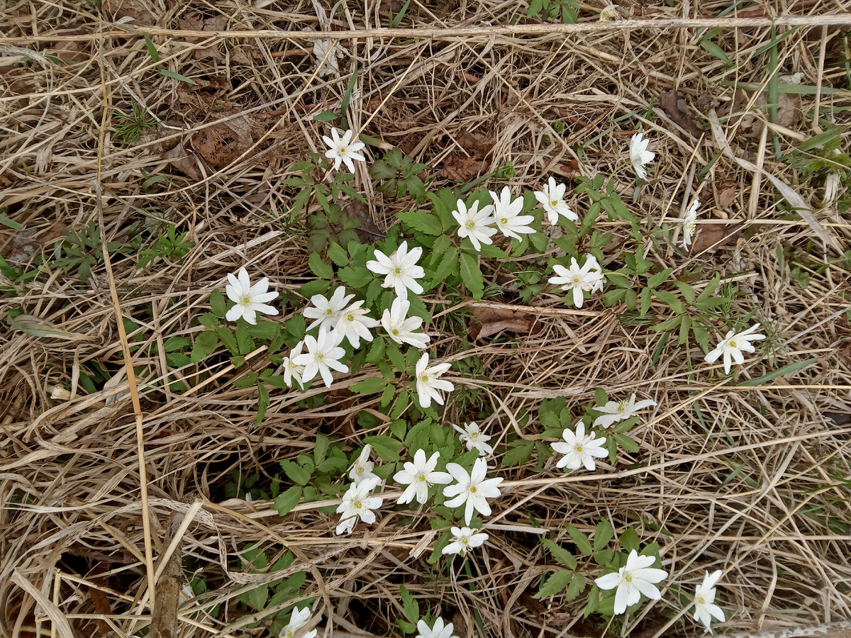 Это наши местные дикоросы в огороде