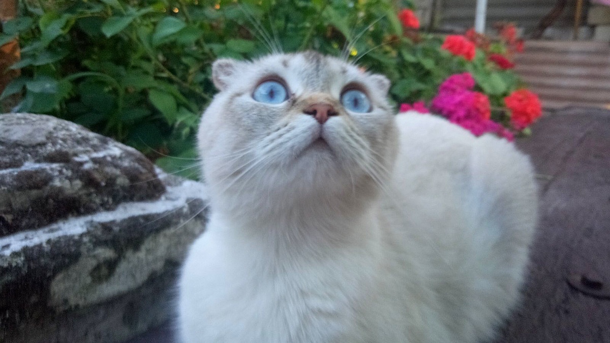 Моя мама - Мила