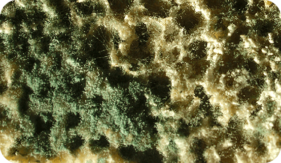 Высолы, плесень и лишайник на фасадном камне