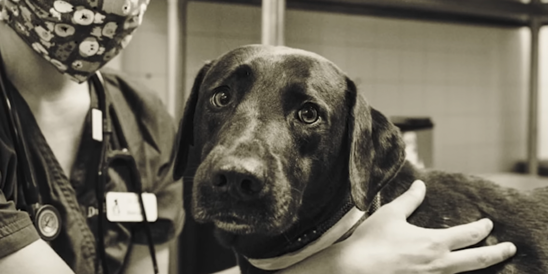 Когда ветеринар сказал, что у собаки остался всего час жизни, случилось немыслимое