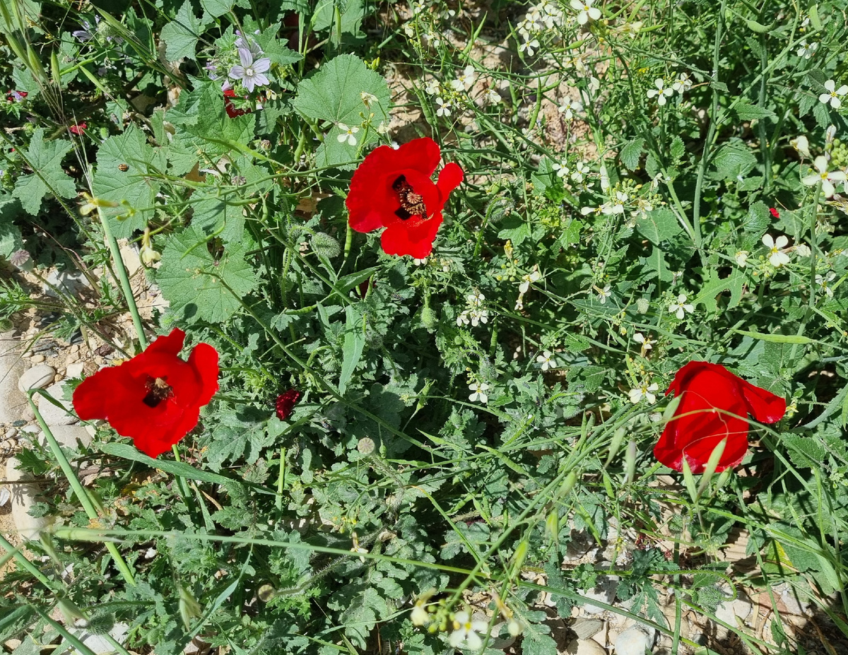 Маки какие красивые