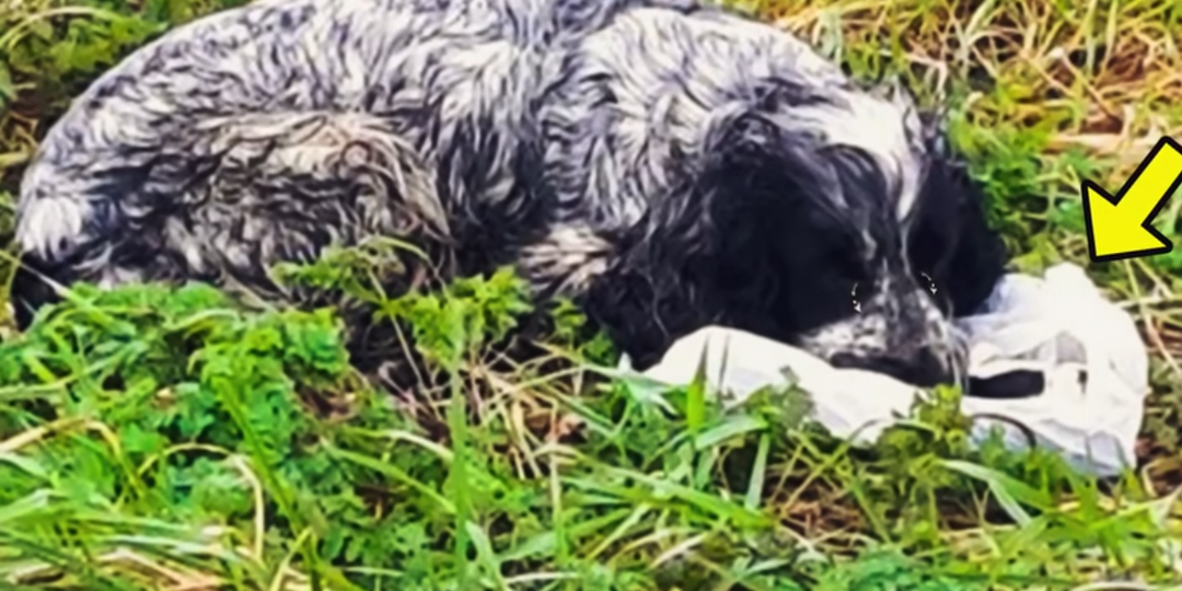 Собака сидела рядом со странной сумкой и не переставала плакать. Мужчина открыл ее и был потрясен, увидев, что там находится