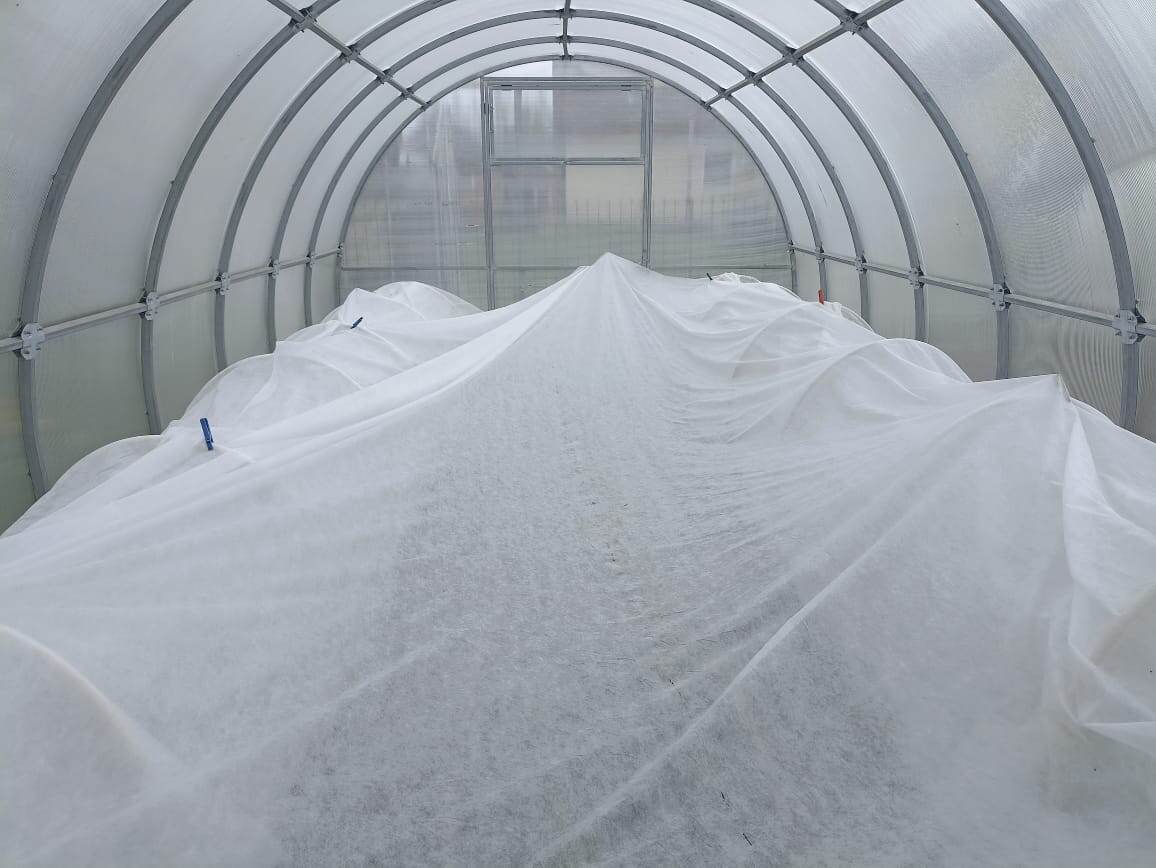 Укрытие томатов