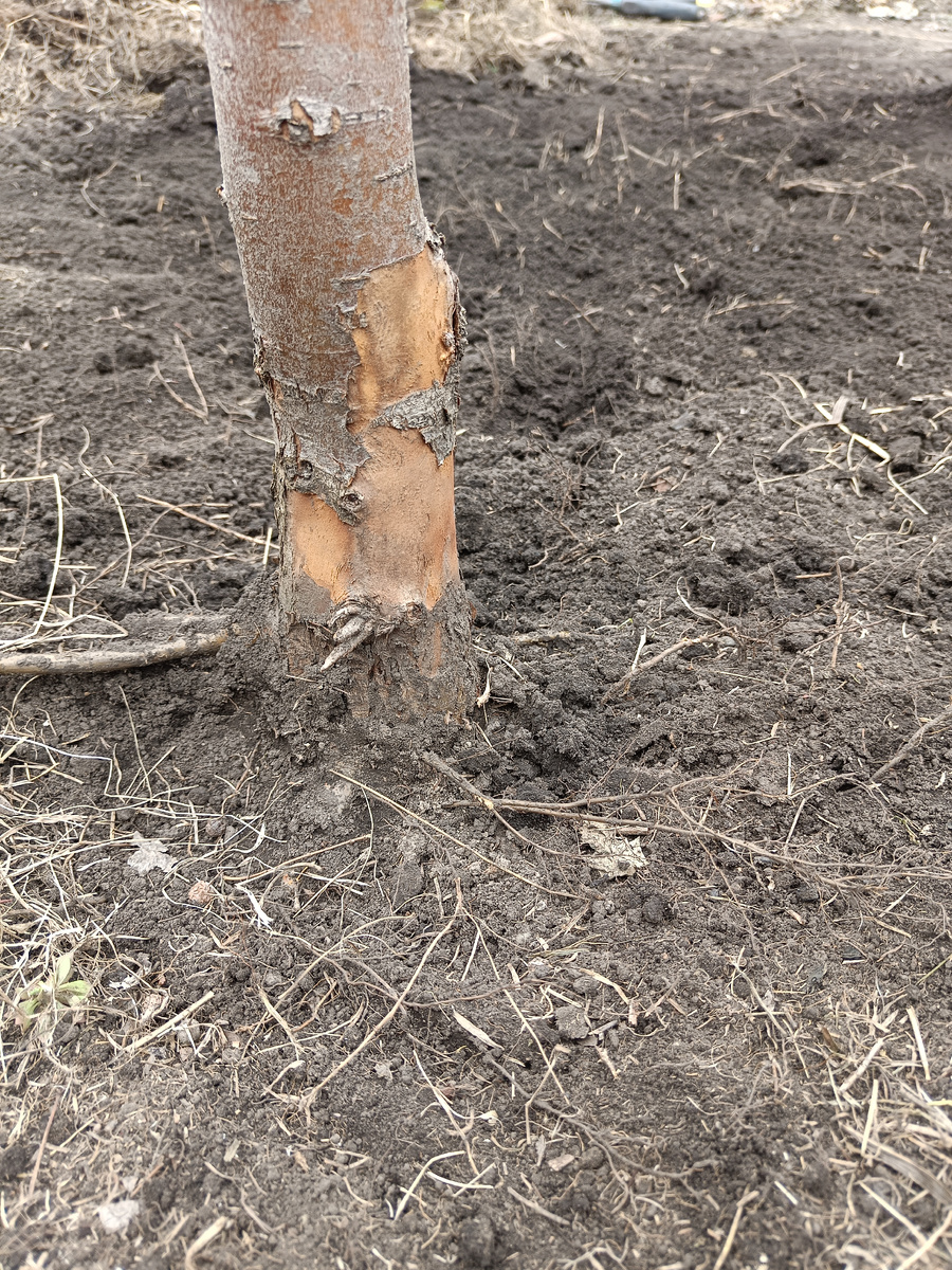 Сухобочина с отслаиванием коры на уровне почвы / листать –>