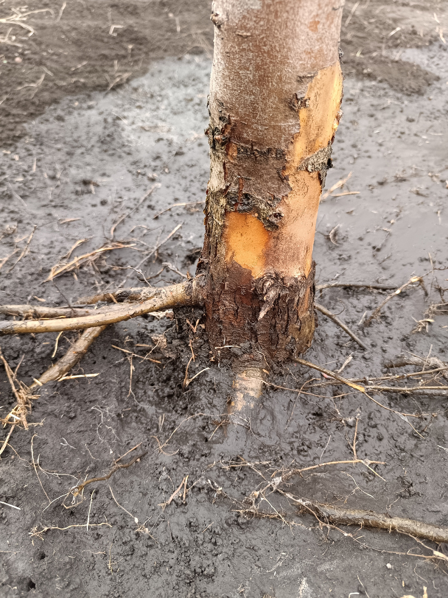 Откопала до первого скелетного корня, корень слева – придаточный