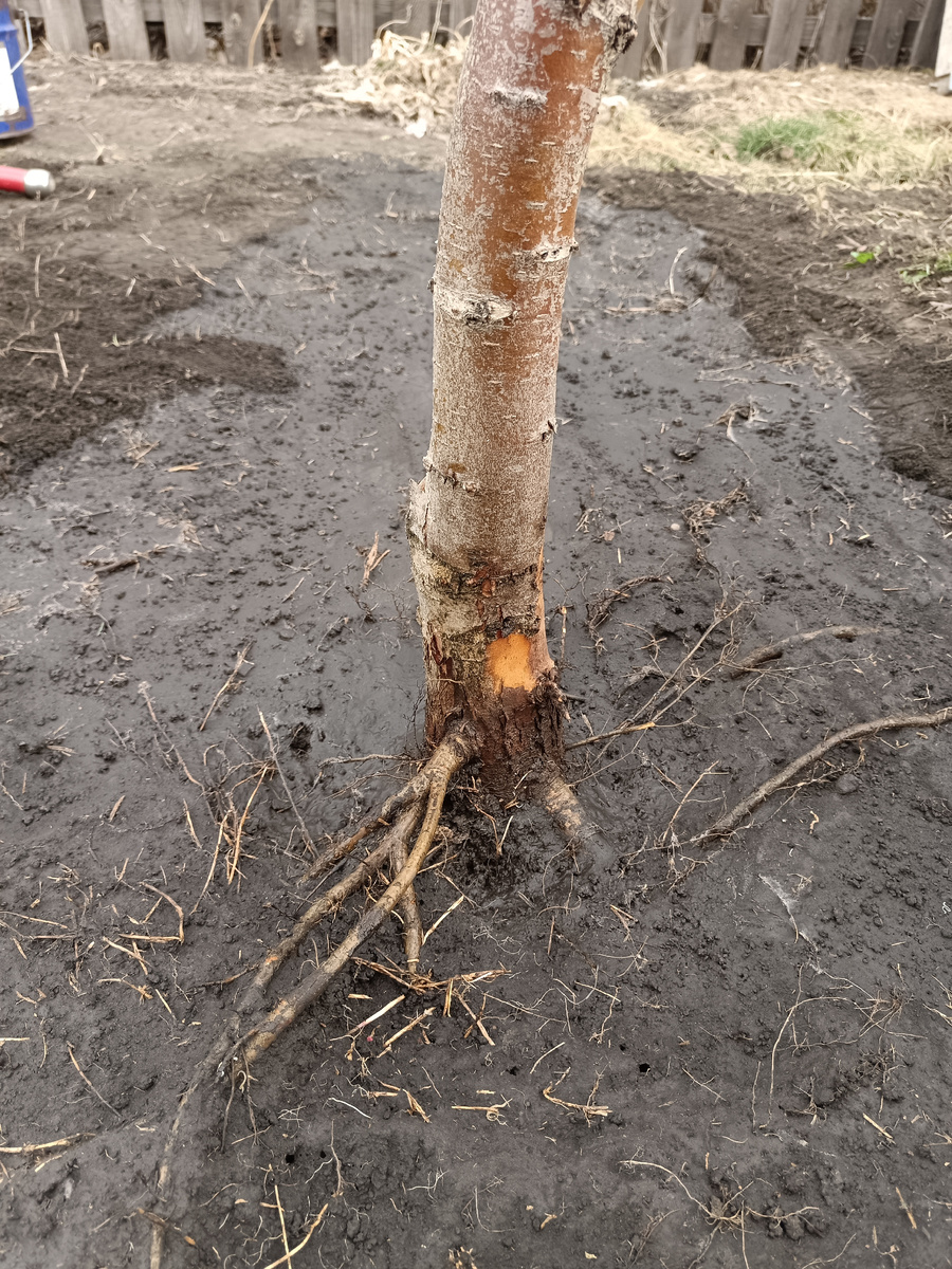 Выровнена поверхность приствольного круга / 2 фото –>