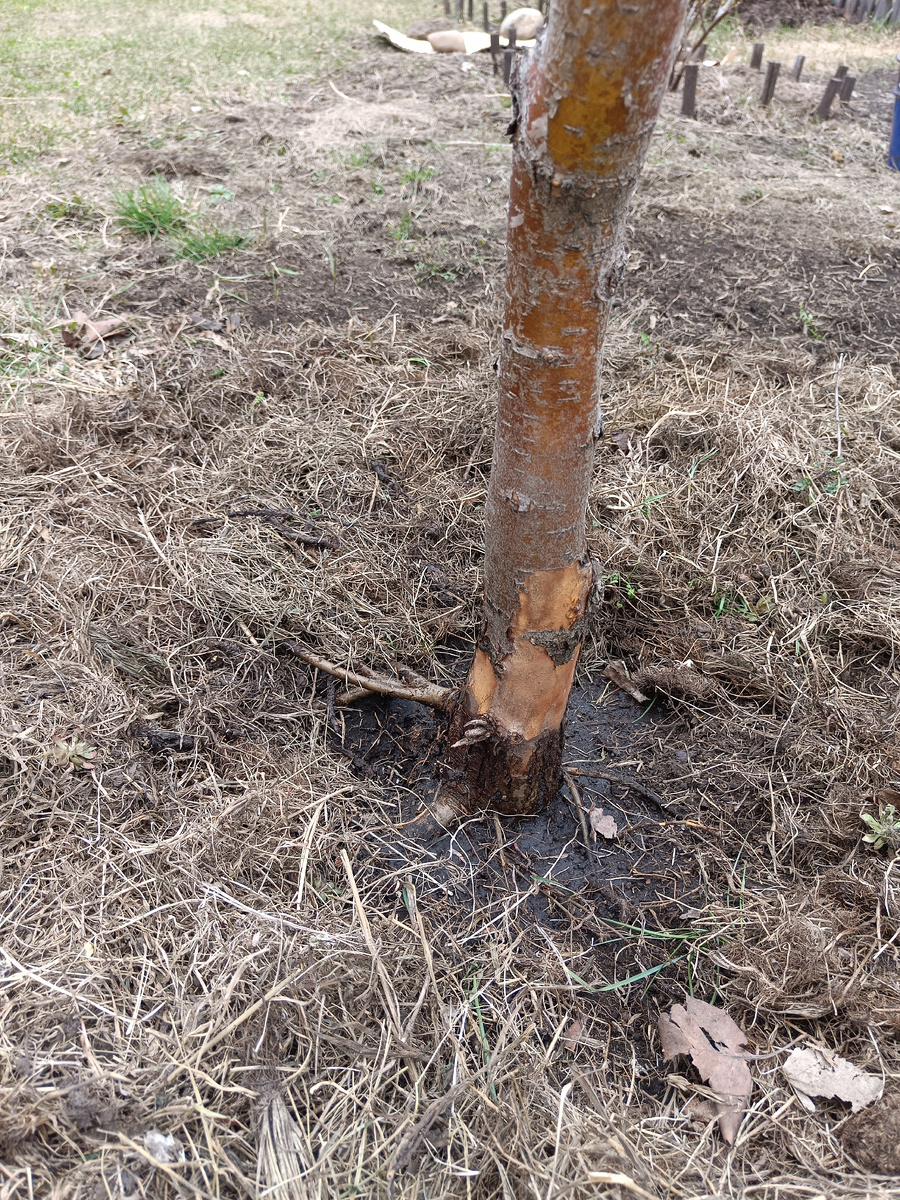 Замульчирован приствольный круг