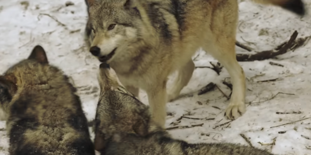 Пожилая женщина пошла в лес и потеряла сознание. Волк увидев ее и сделал нечто невероятное