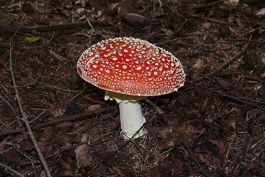    Россиянам рассказали об уголовной ответственности за сбор некоторых грибов