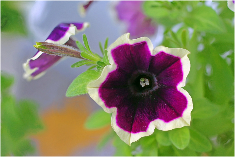 Пример макросьемки со стейкингом