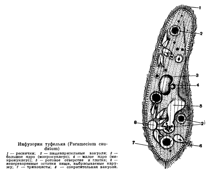 инфузория туфелька