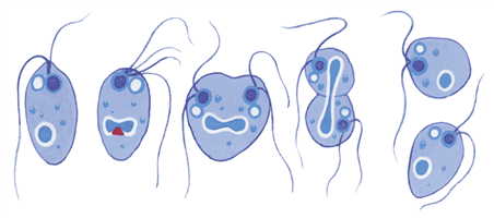 бесполое размножение