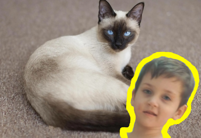 У Димы свой взгляд на кошку.