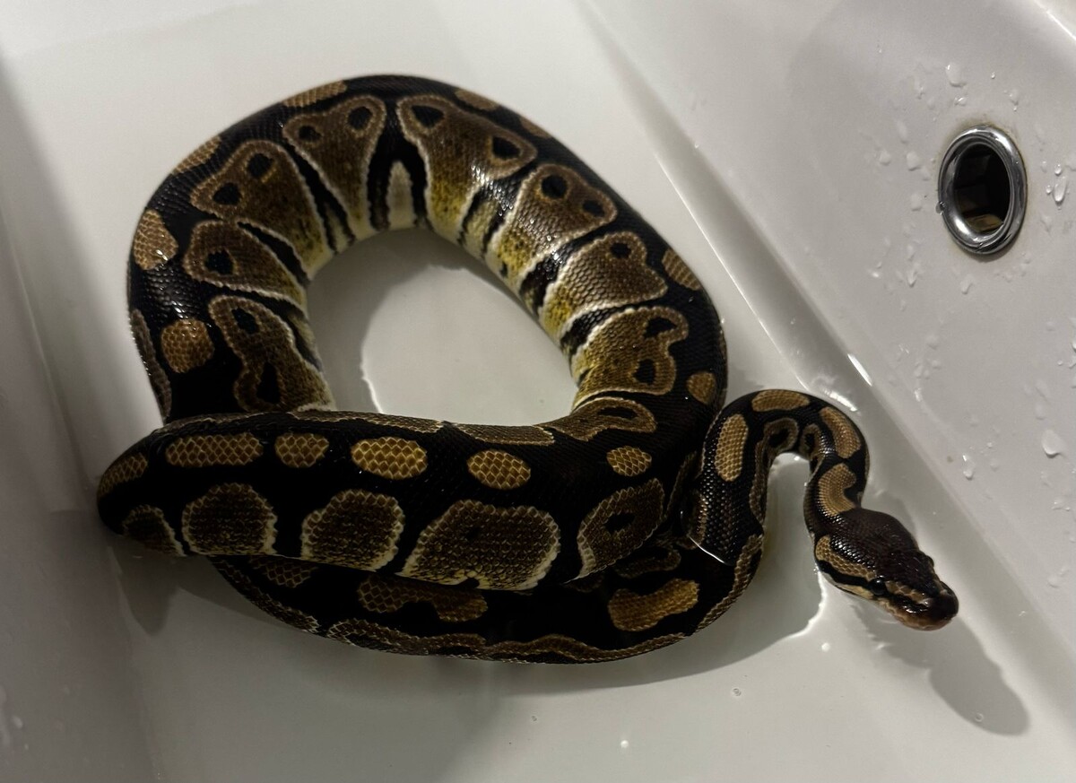 Чистый четверг по-змеиному.