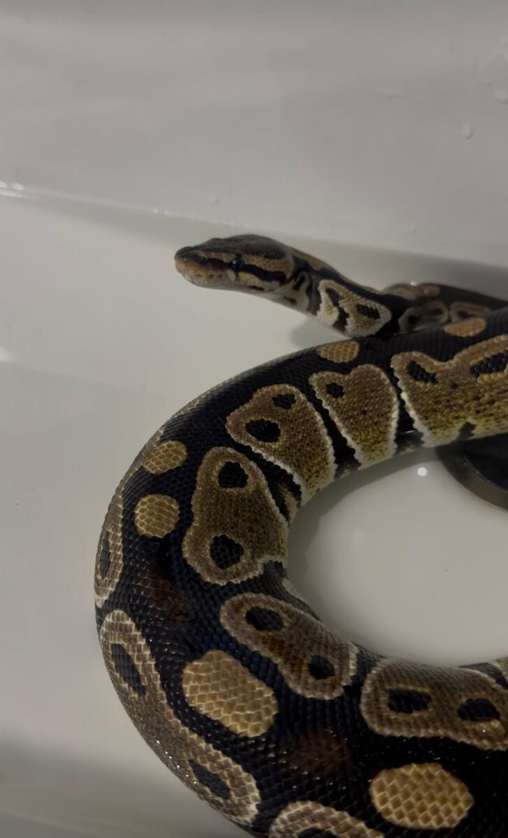 Нагайне вполне даже нравится сидеть в теплой водичке!