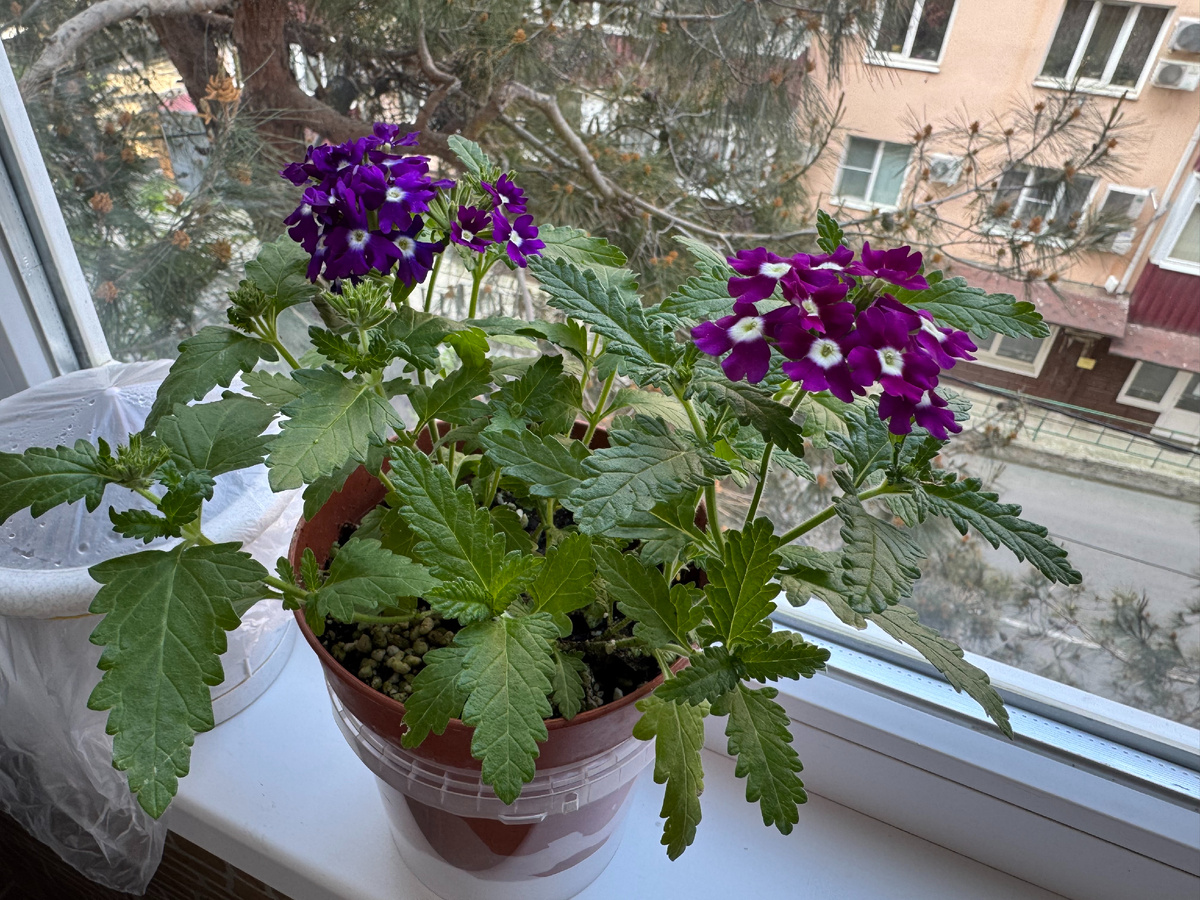 Вербена - один из моих любимых неприхотливых цветов... Фото автора