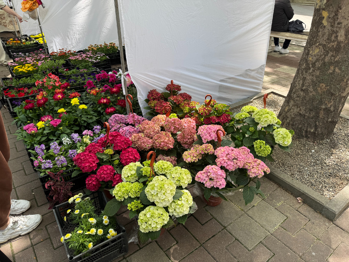 На садово-ландшафтной ярмарке в Геленджике... Фото автора