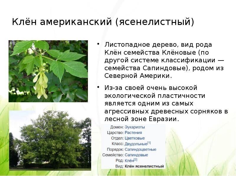 Клен американский (ясенелистный). Фото: 1MI