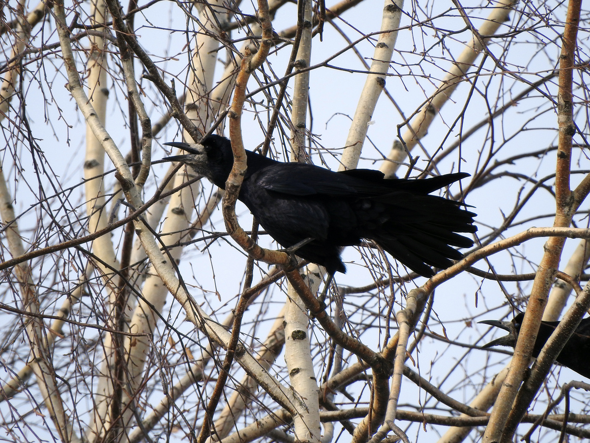 Грачи. Воткинский район. Удмуртия.