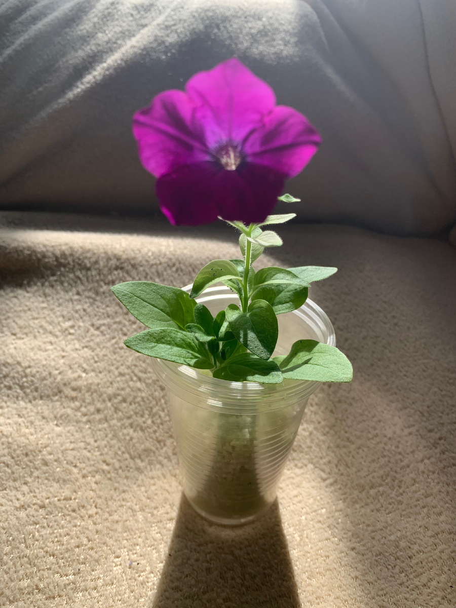 петуния Кассиопея