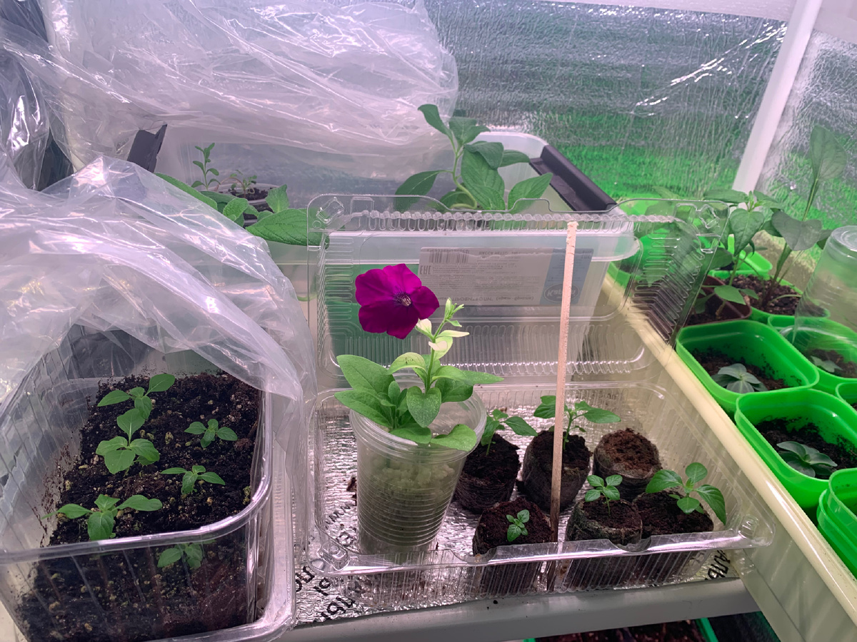 рассада цветов