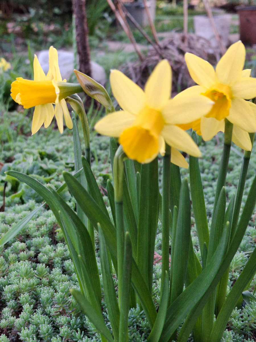 Нарциссы - мини