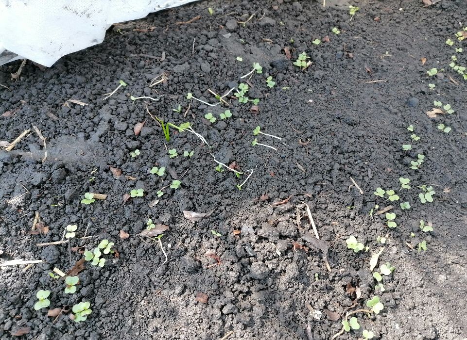 Всходы редиса 