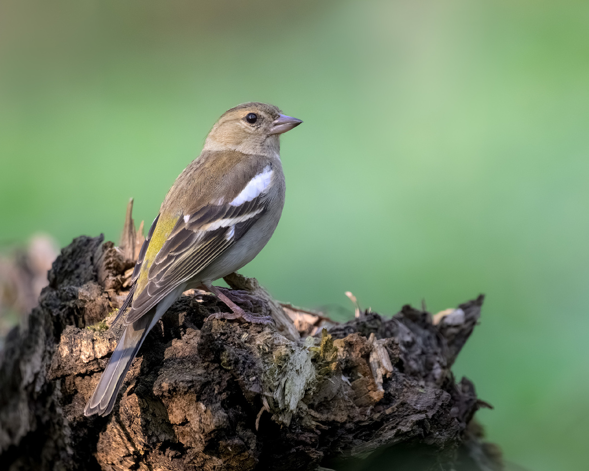 Зяблик - леди. В прошлых публикациях были исключительно кавалеры