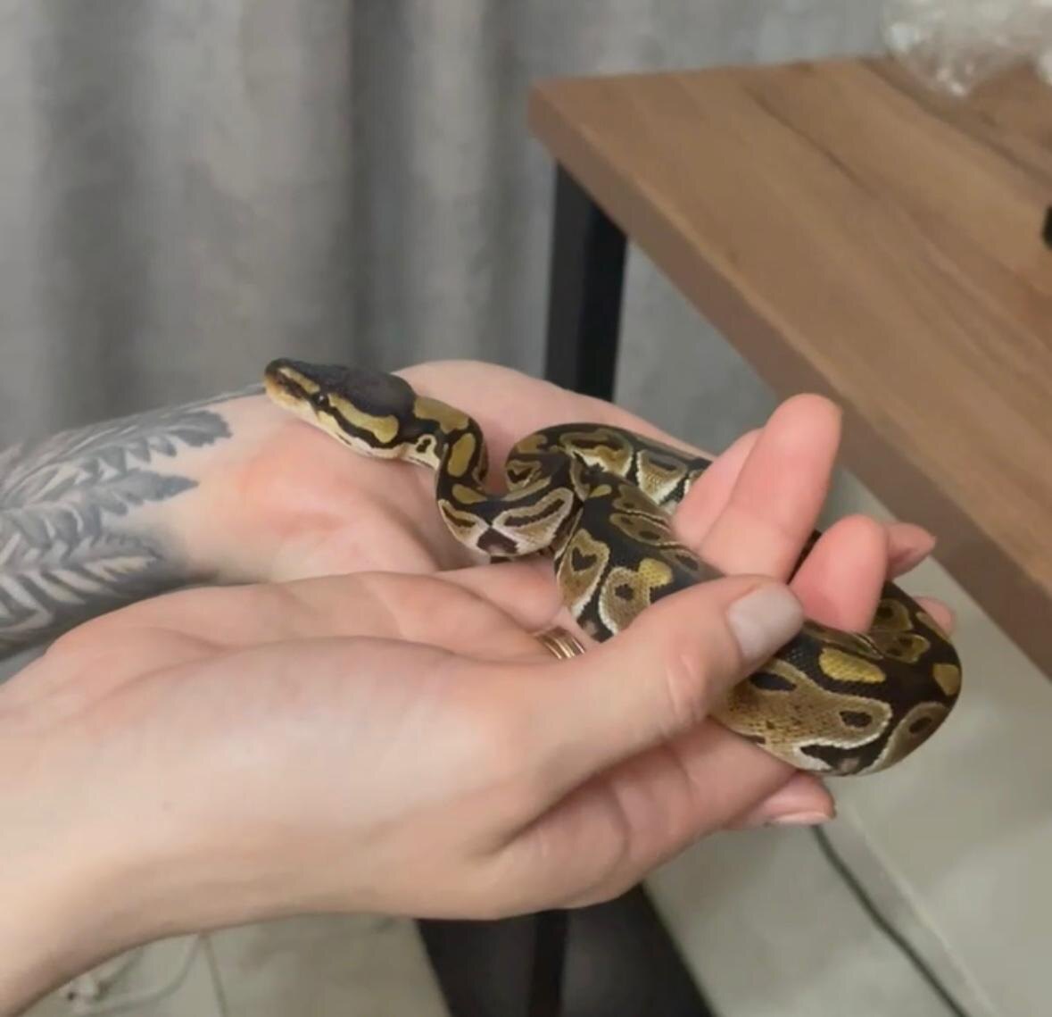 Крошке Нагайне 2,5 месяца.