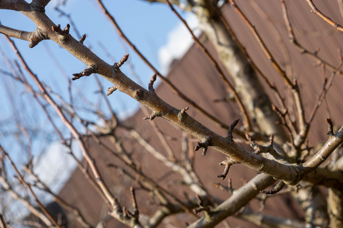 Плодовые (генеративные) почки на груше