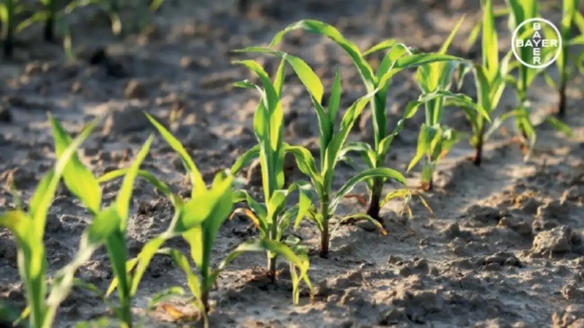 Фото: предоставлено Bayer
Глубина заделки семян кукурузы напрямую влияет на урожайность культуры