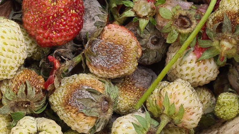 серая гниль на клубнике. фото из архива.