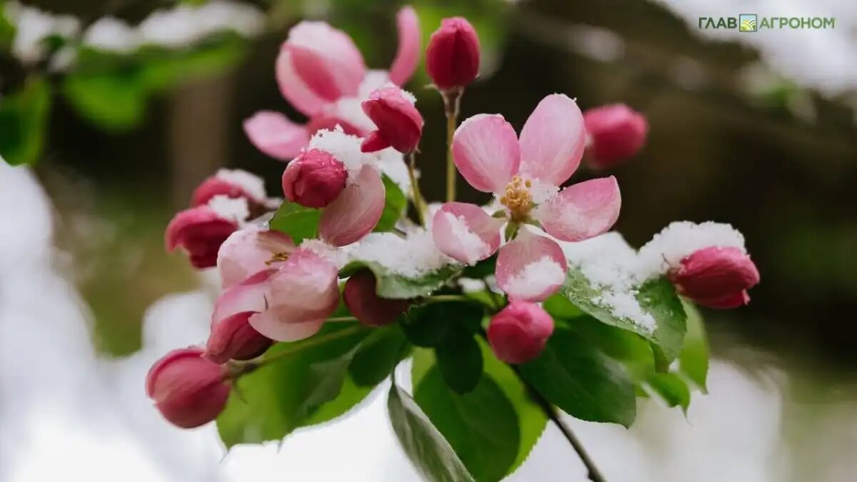 Фото:© Елена Анненкова
В 2024 году майские заморозки существенно затронули регионы центральной России