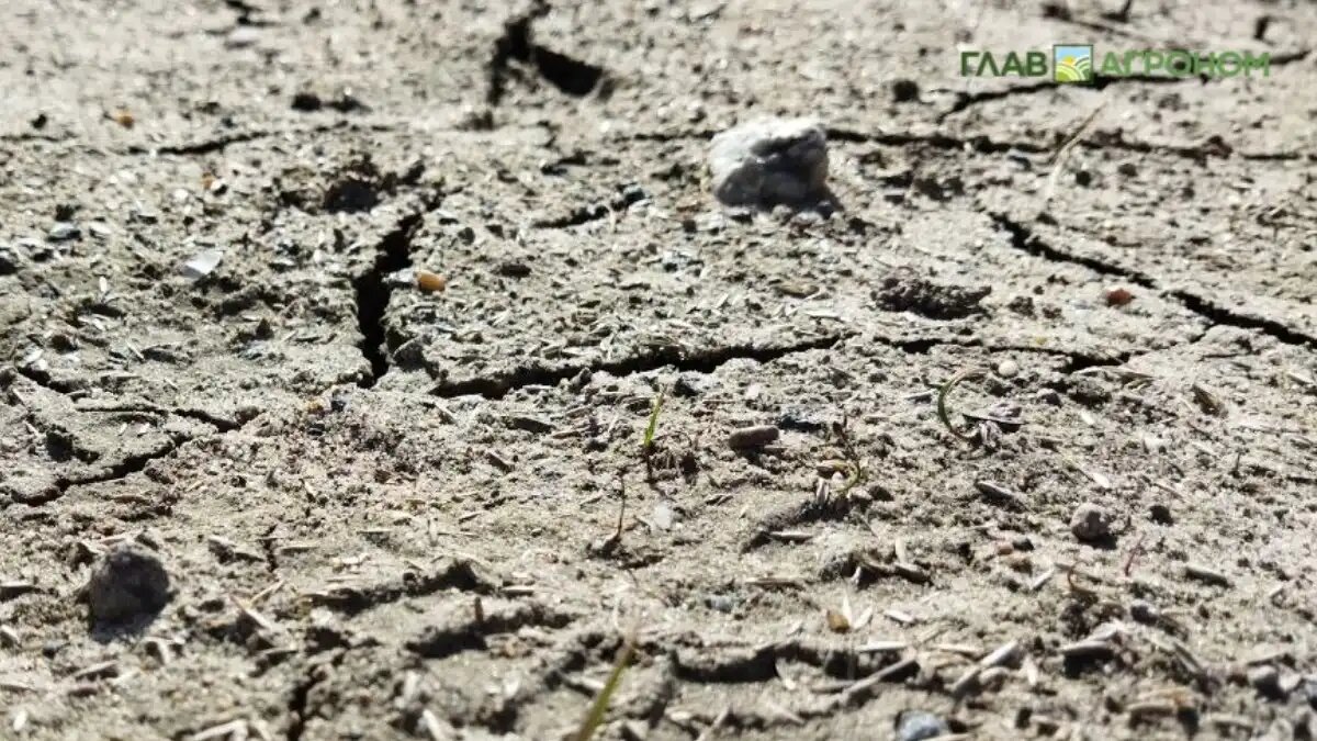 Фото:© Владимир Исаенко / Glavagronom.ru
Сорок процентов мировых пахотных земель испытывает нехватку осадков и нехватку воды