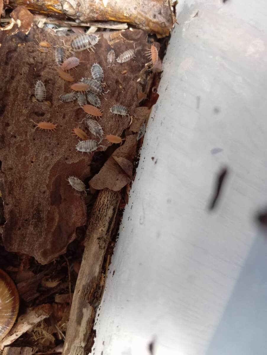 Фото автора, на картинке мокрицы Porcellio laevis "Dairy Cow» и Porcellionides pruinosus "Orange" 