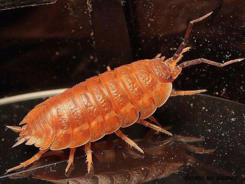 Фото из интернета. Мокрица Porcellionides pruinosus "Orange" 