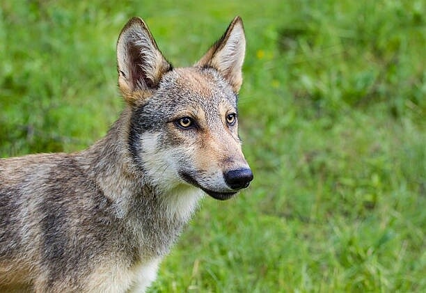 Фото из Яндекса