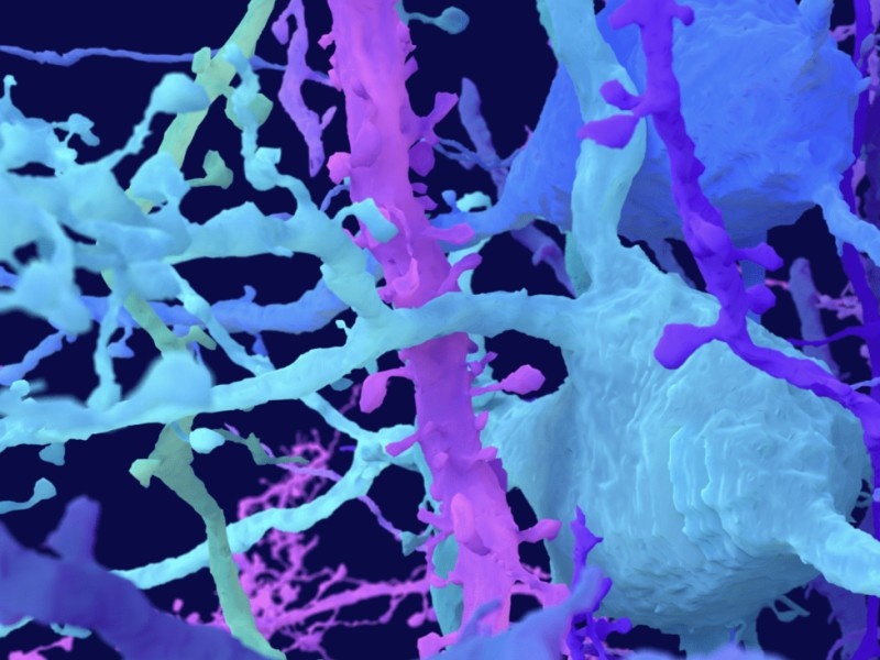    Создана карта из 500 миллиардов нейронных связей мыши