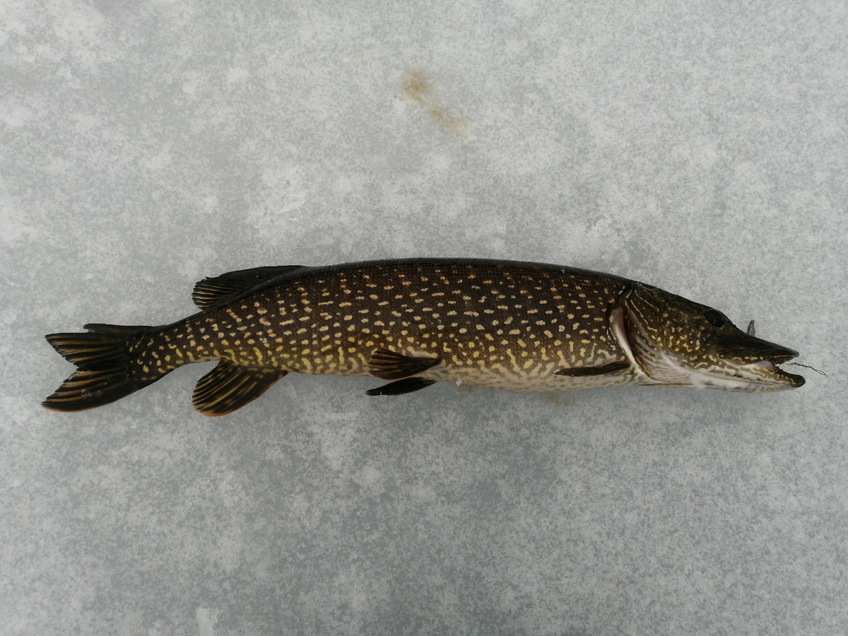 Щука. 20.04.2025 г. 4,3 кг