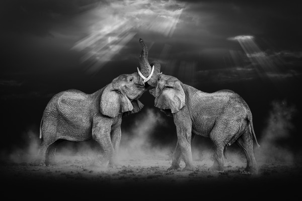 Chris Stenger (Нидерланды), ICE Silver medal, Elephant fight/Бой на слонах