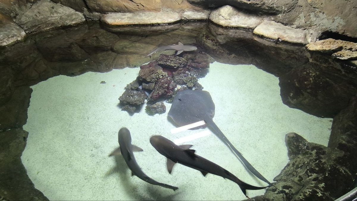 Акулы- малютки и скат. Океанариум, Екатеринбург 