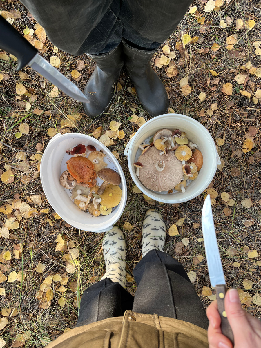 «Странные одежды, острые клинки…» Словом, грибники.