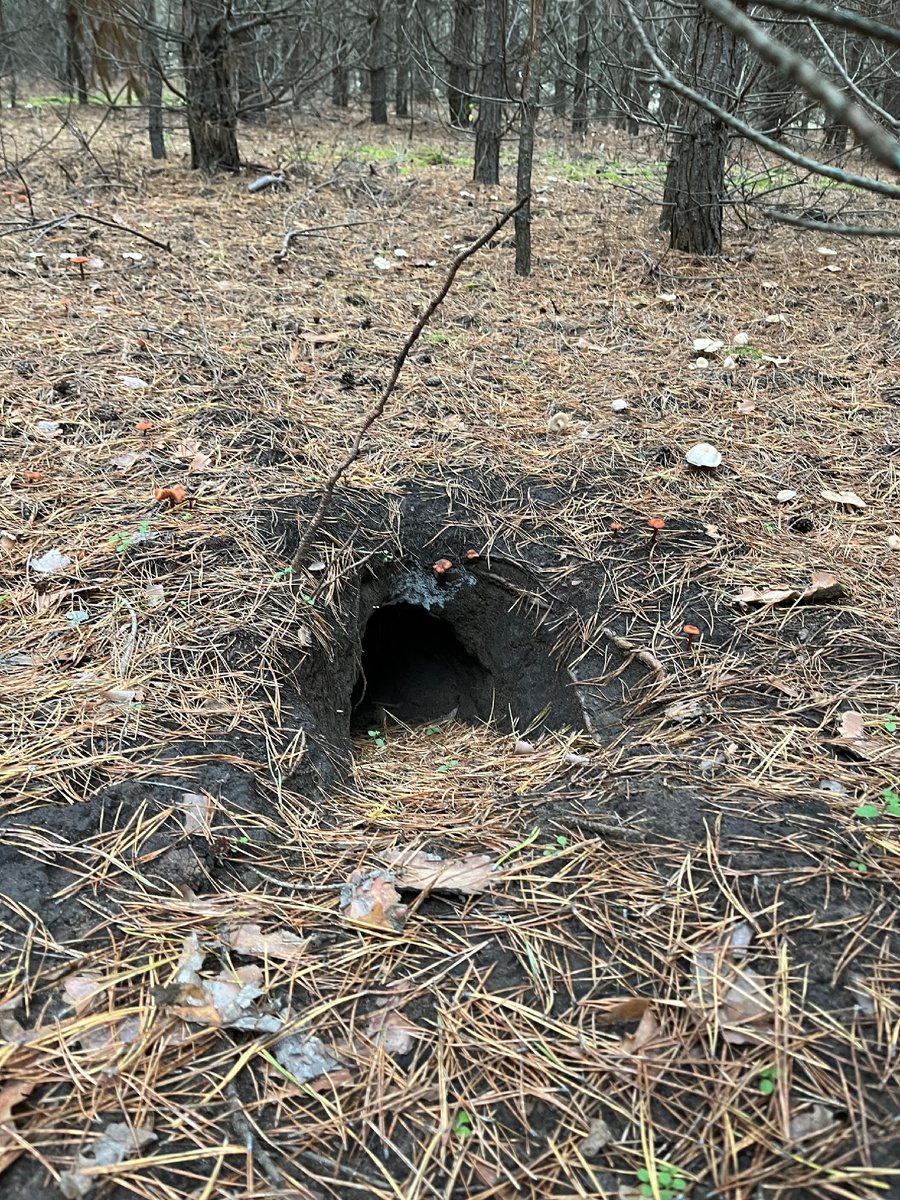 Нора в сосновой посадке. Хозяин неизвестен. 