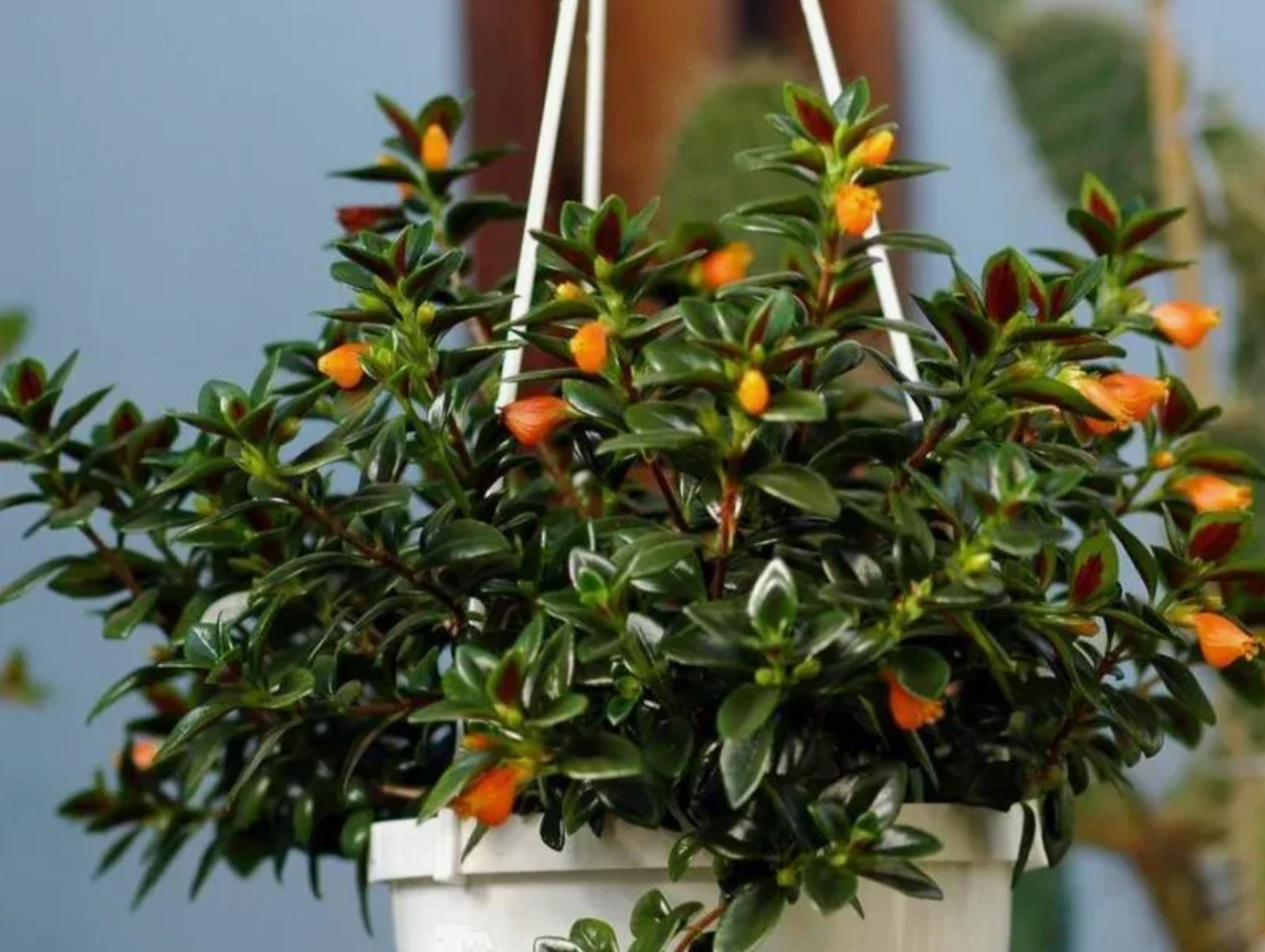 Источник фото: ncsemena.ru