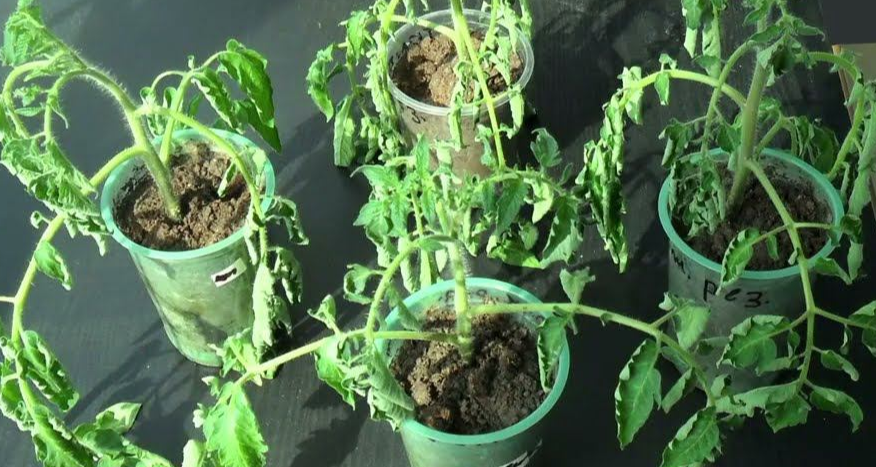 рассада попала под заморозки